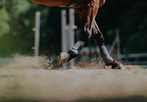 Hest konkurrence