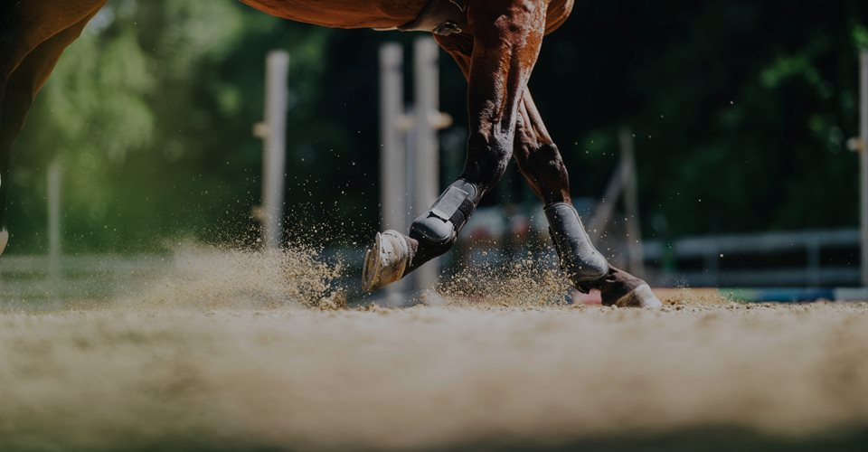 Hest konkurrence