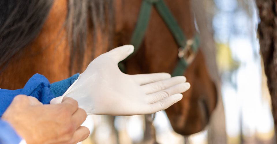 Dyrlæge tager handske på med hest i baggrund