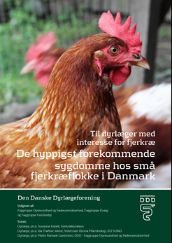 Vejledning til sygdomme hos høns - Dyrlæger