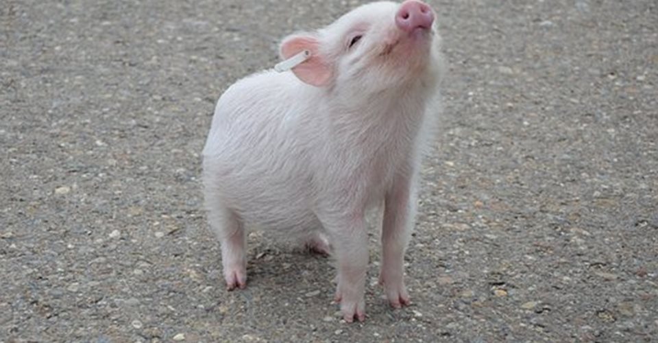 Kælegris