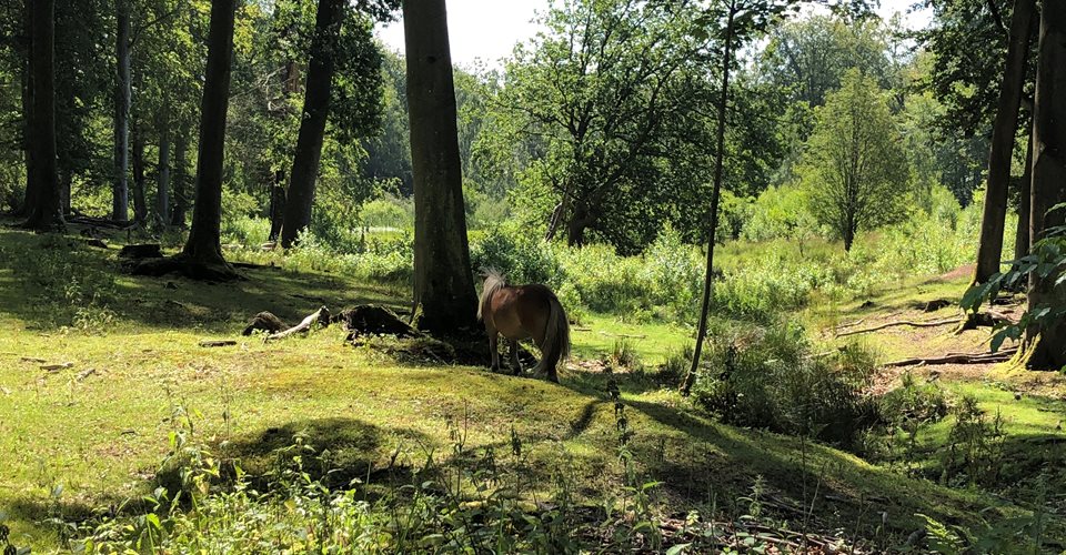 Pony i naturplejeprojekt