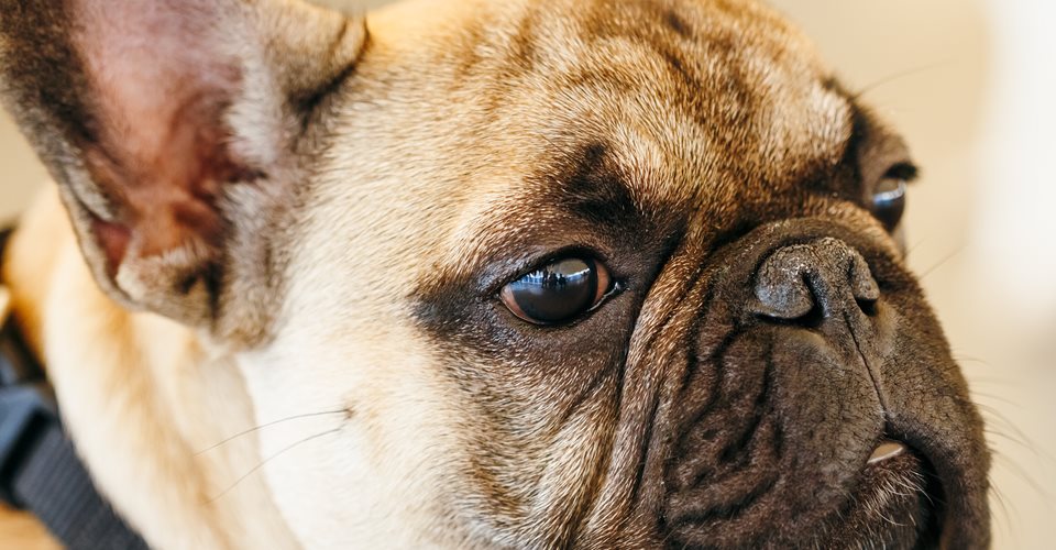 Brachycephale hunde, Fransk Bulldog