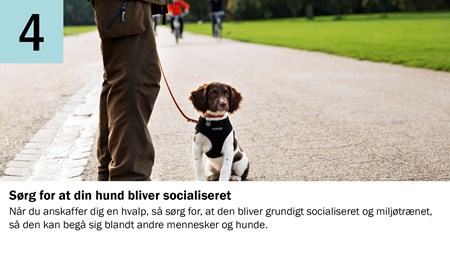 4. Sørg for at din hund bliver socialiseret