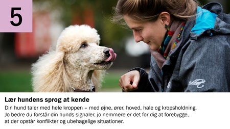5. Lær hundens sprog at kende