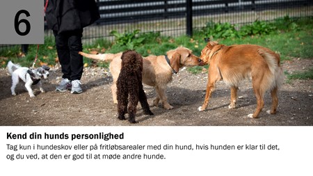 6. Kend din hunds personlighed