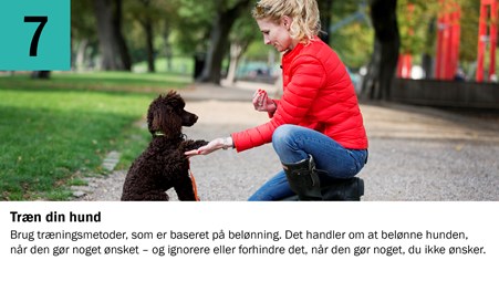 7. Træn din hund