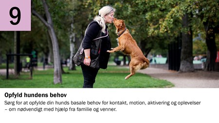 9. Opfyld hundens behov
