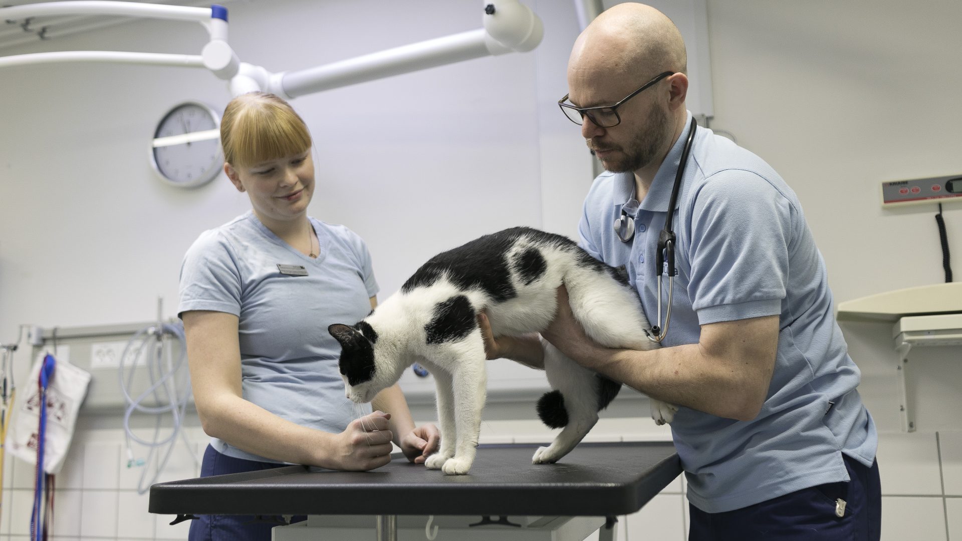 Kat undersøges hos dyrlæge