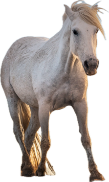 Hvid hest