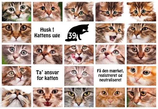 husk-kattens-uge-poster
