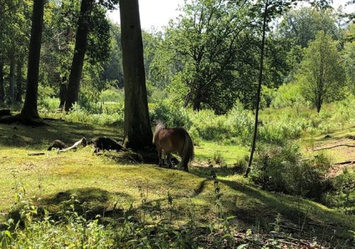 Pony i naturplejeprojekt