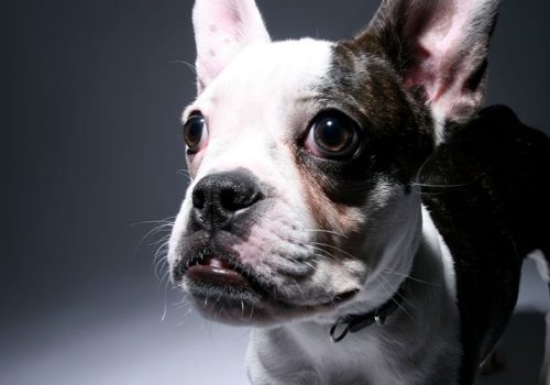 Fransk bulldog